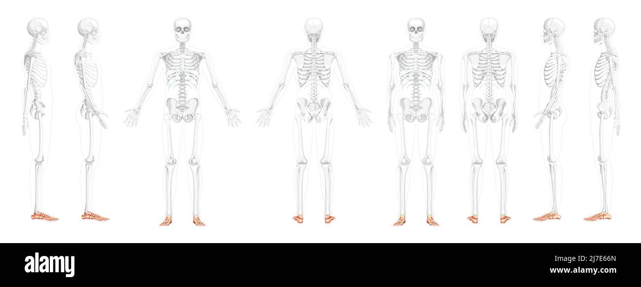 Set of Skeleton Foot ankle Bones Human front back side view with partly transparent bones position. 3D realistic flat natural color concept Vector illustration of anatomy isolated on white background Stock Vector
