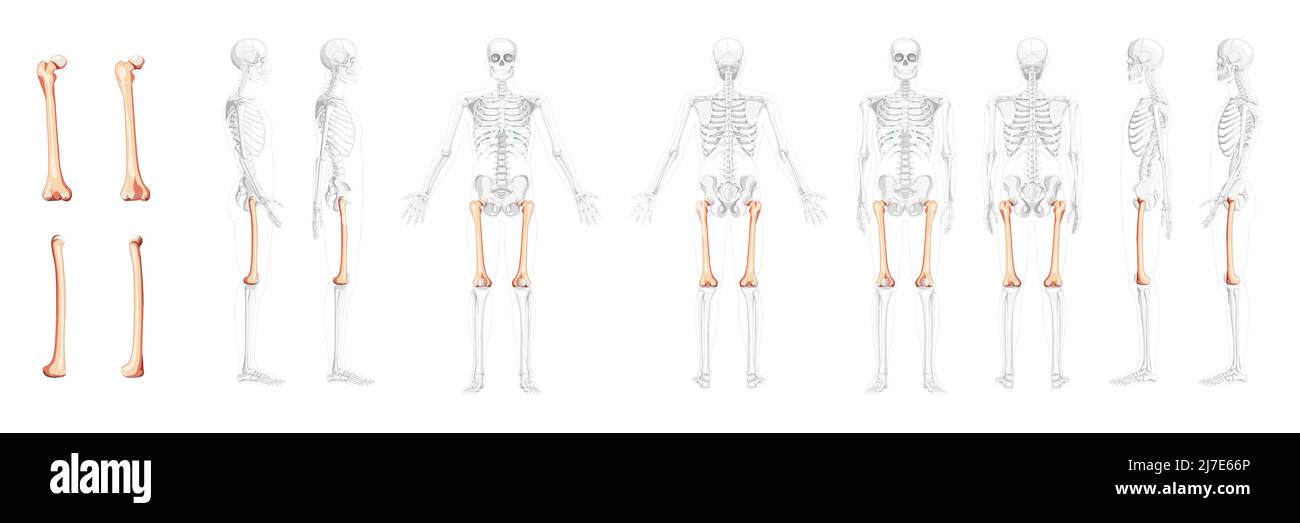 Set of Skeleton femur thigh bone Human front back side view with partly transparent bones position. Realistic flat natural color concept Vector illustration of anatomy isolated on white background Stock Vector