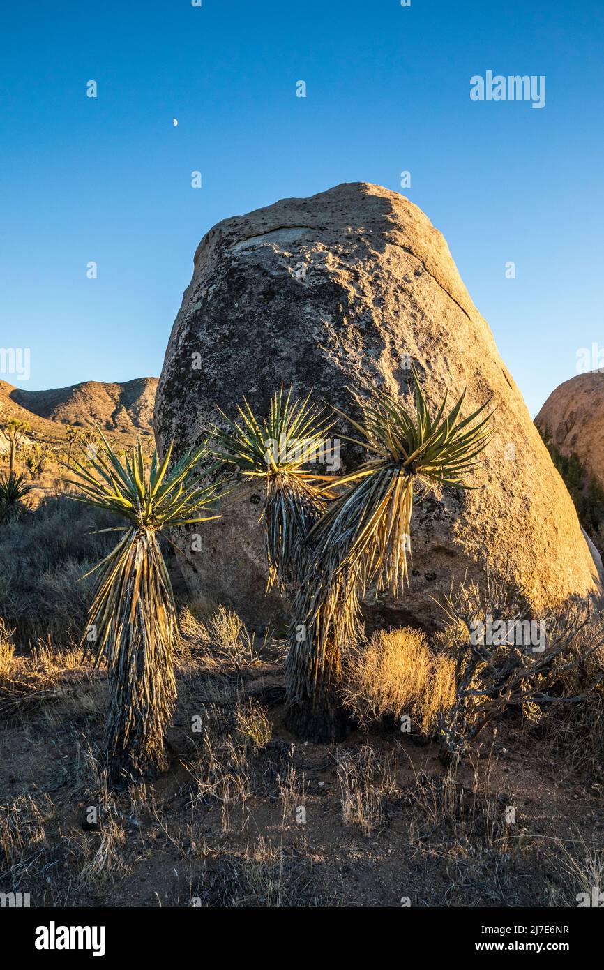 Mojave yucca at sunset  with a half moon in the sky in Joshua Tree National Park. Stock Photo