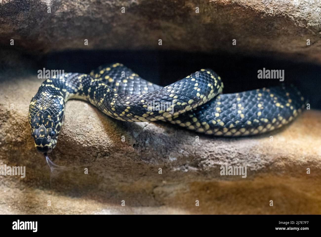 Australian Broad-headed Snake at an Australian Zoo exhibit (Hoplocephalus bungaroides) Stock Photo