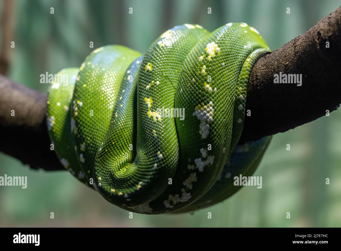 Australian Green Python curled on branch in an Australian Zoo exhibit ...