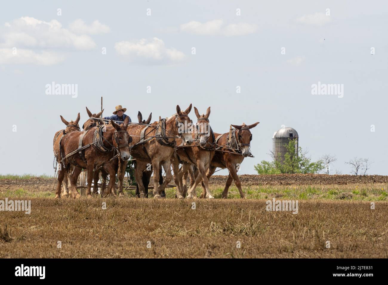 Lancaster County, Pennsylvania-May 5, 2022: Amish farmer plows field. Stock Photo