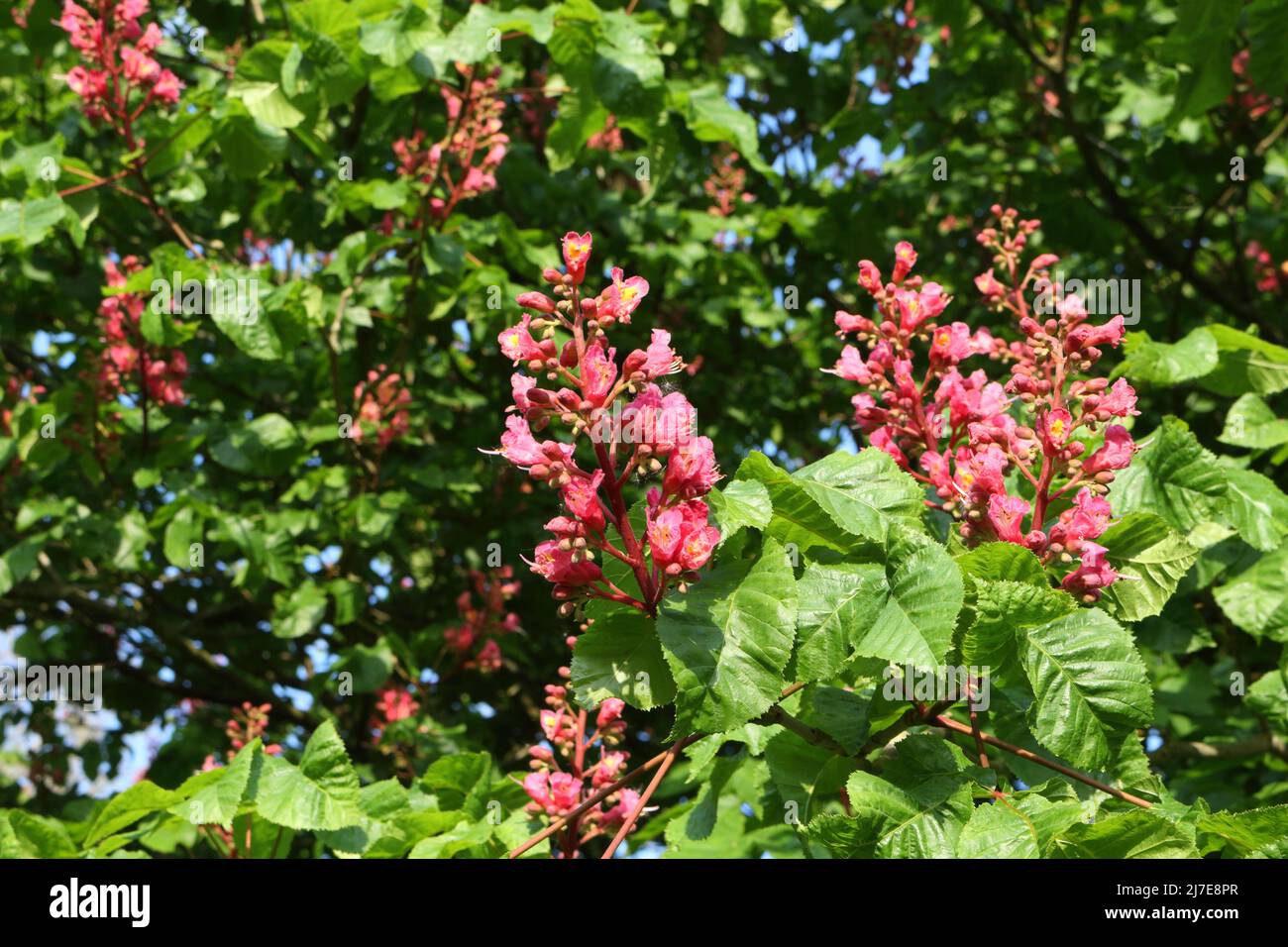 Red flowers on a Horse Chestnut tree, Aesculus Stock Photo