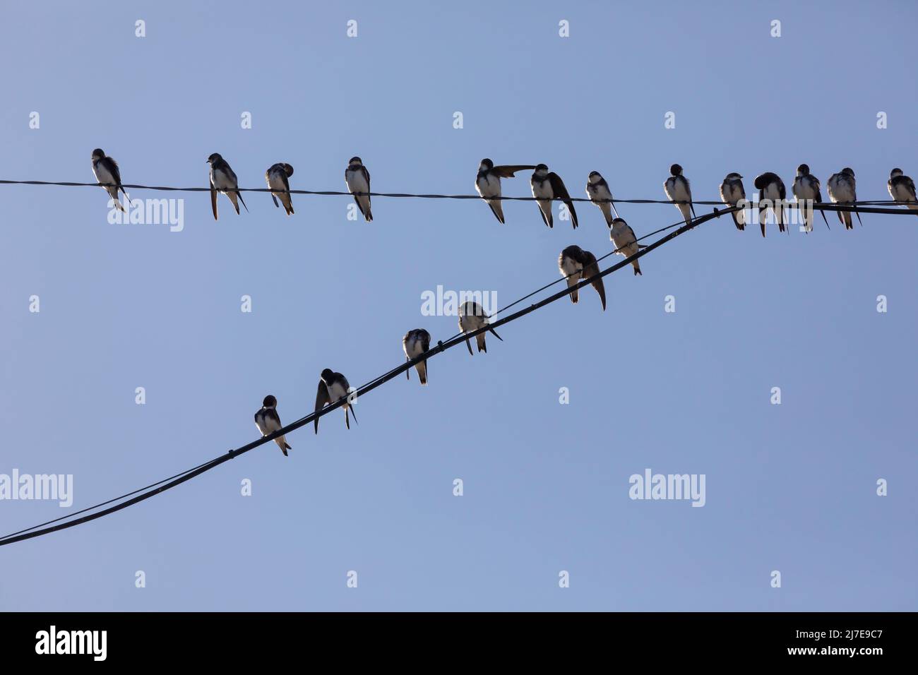 Part of a large flock of House Martins, Delichon urbicum, on a wire in front of a clear, blue sky. Some are roosting, some are preening and some are t Stock Photo