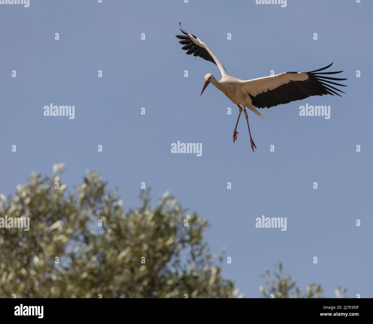 A White Stork, Ciconia ciconia, with a ring on each leg for identification and study, coming down to land on a bush. Doñana National Park, Spain, Stock Photo