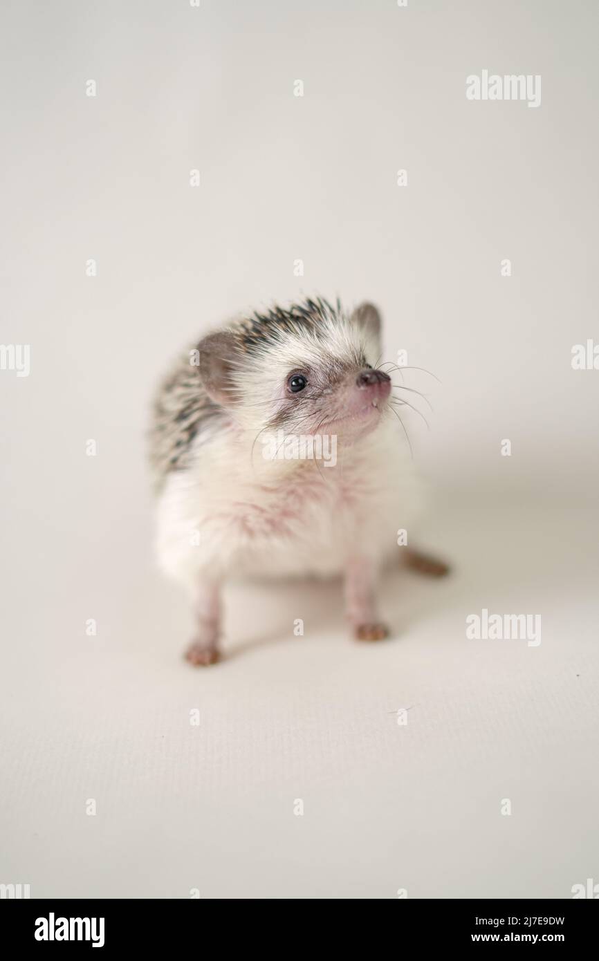 Hedgehog Rain/Milk Blanket