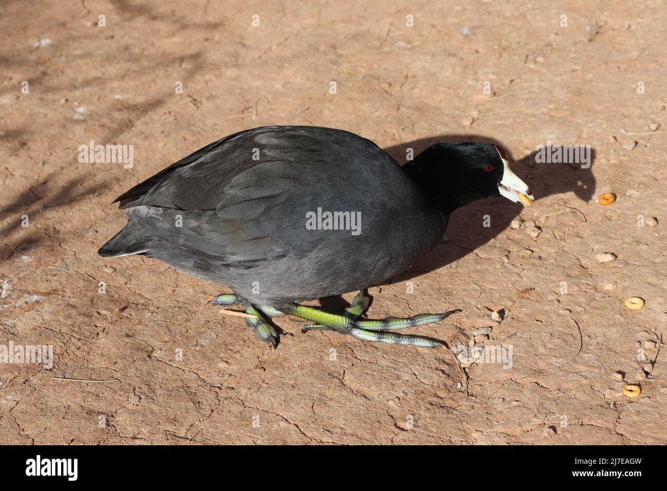 American coot or Fulica americana feeding on cheerios at the Riparian water ranch in Arizona. Stock Photo