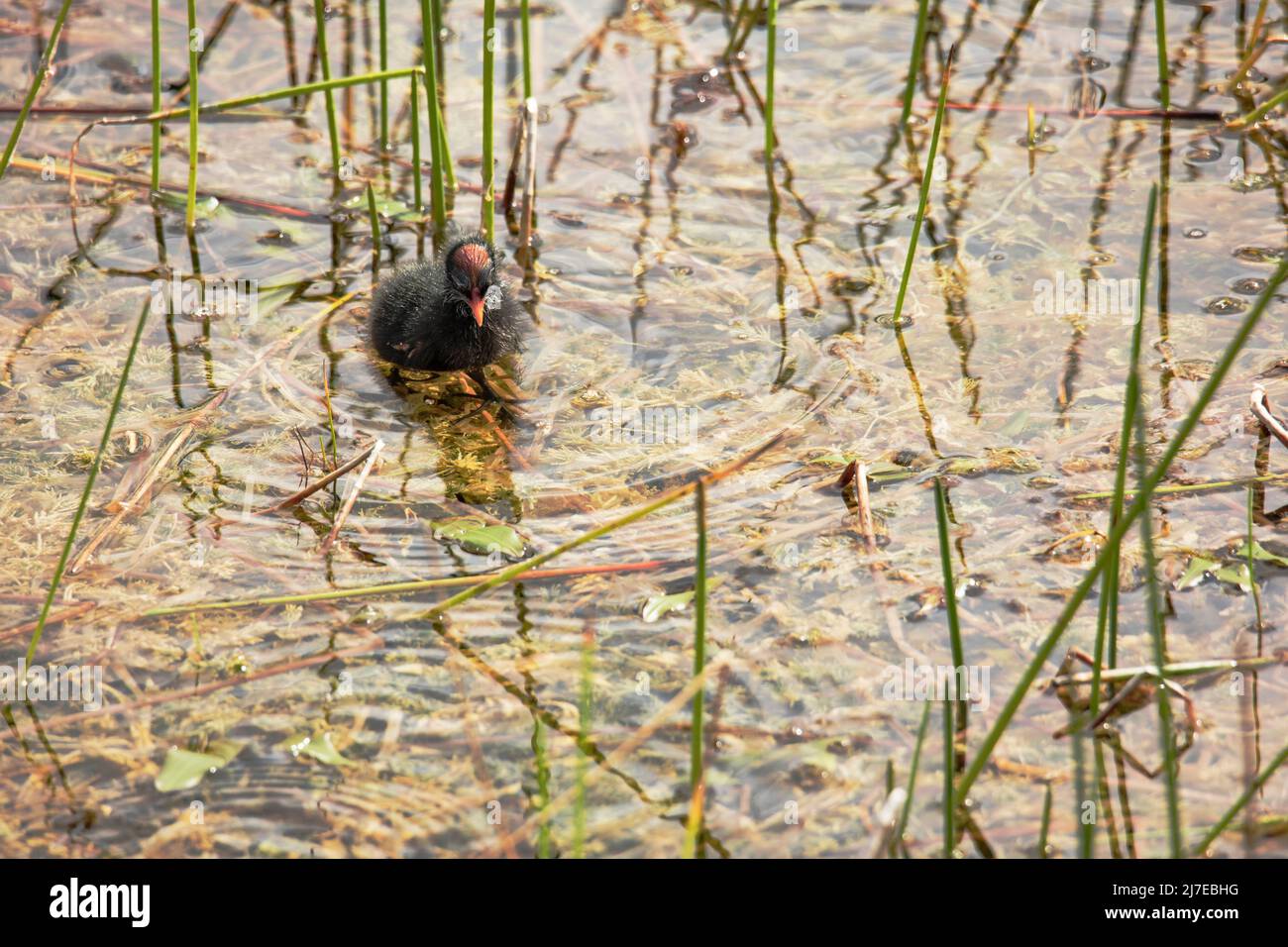 Moorhen chicks feeding with mom Stock Photo