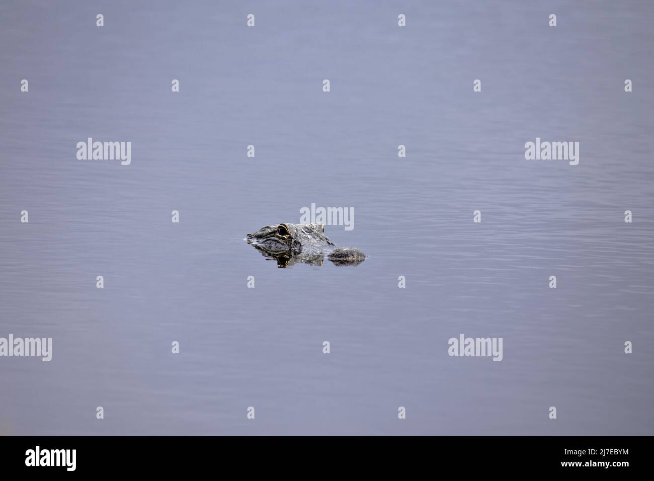Florida Gator with its head above the water Stock Photo