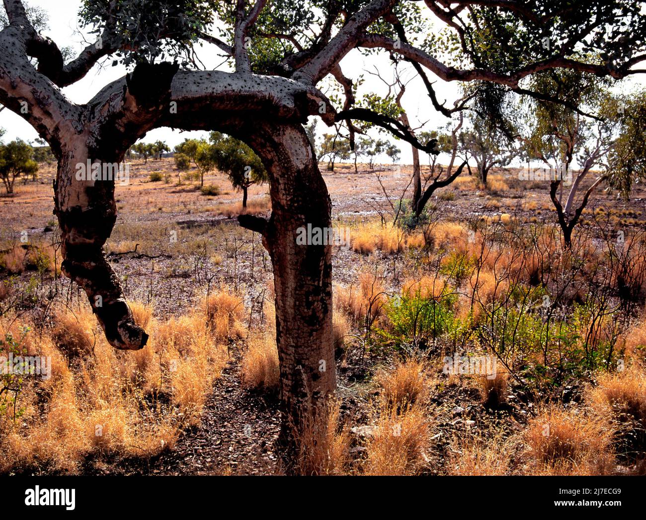 Burnt Eucalyptus Gum Tree, Pilbara, Western Australia Stock Photo