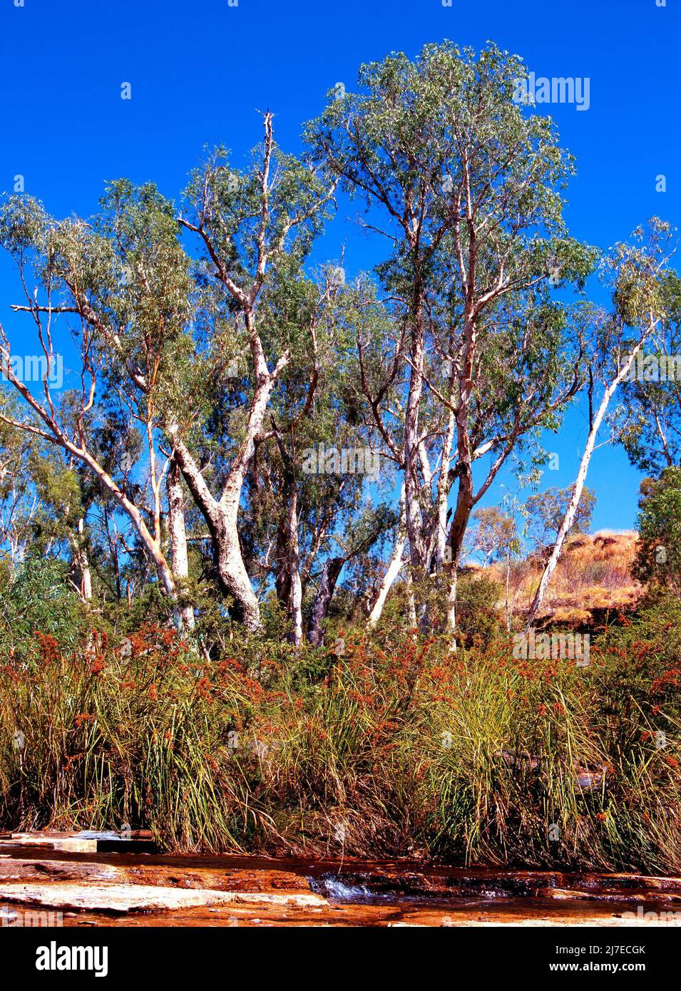 Eucalyptus Gum Trees, Pilbara, Western Australia Stock Photo