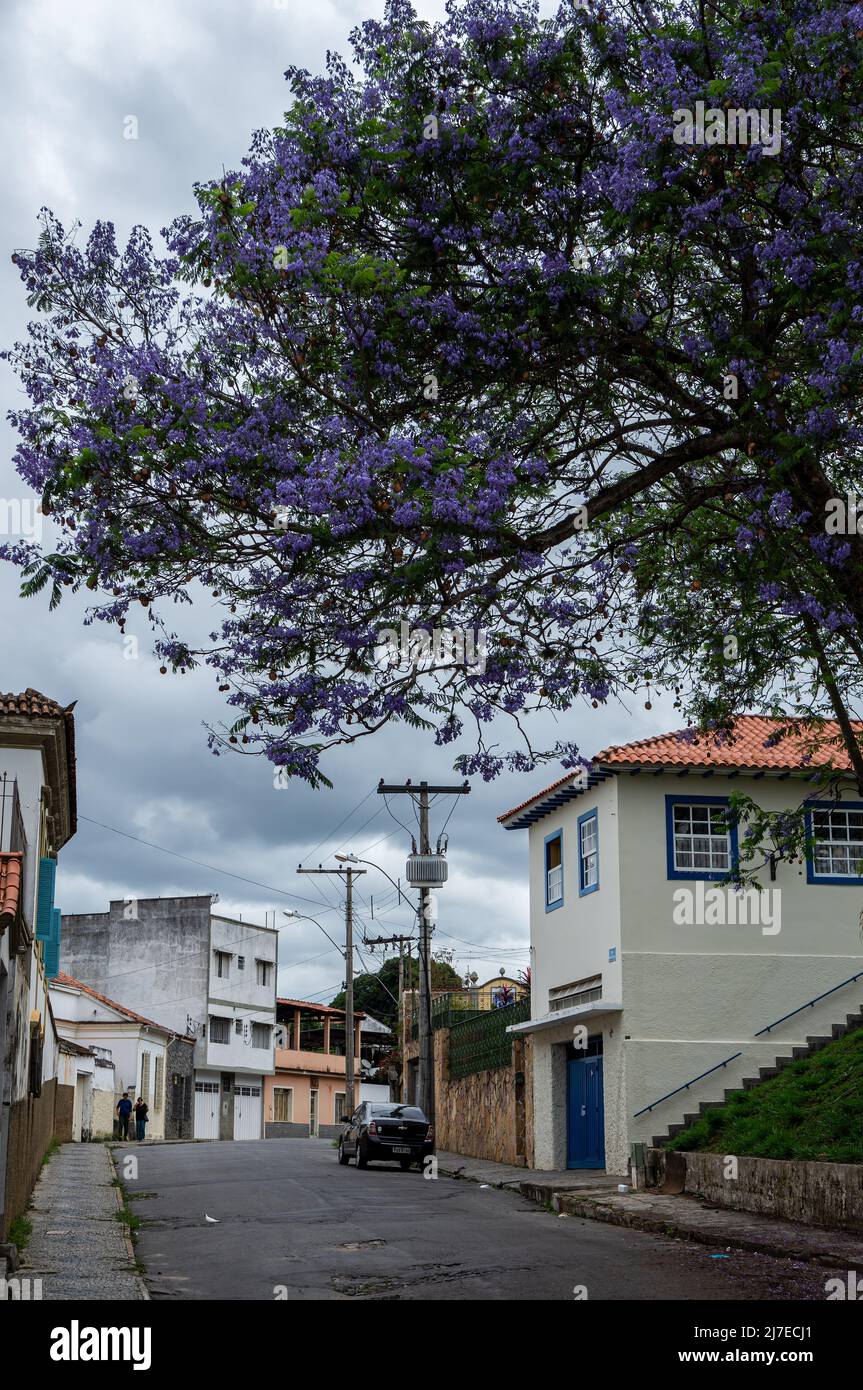View of Homem de Almeida street with a big pink trumpet tree full of flowers nearby Nossa Senhora das Merces church at Sao Joao del Rei downtown. Stock Photo