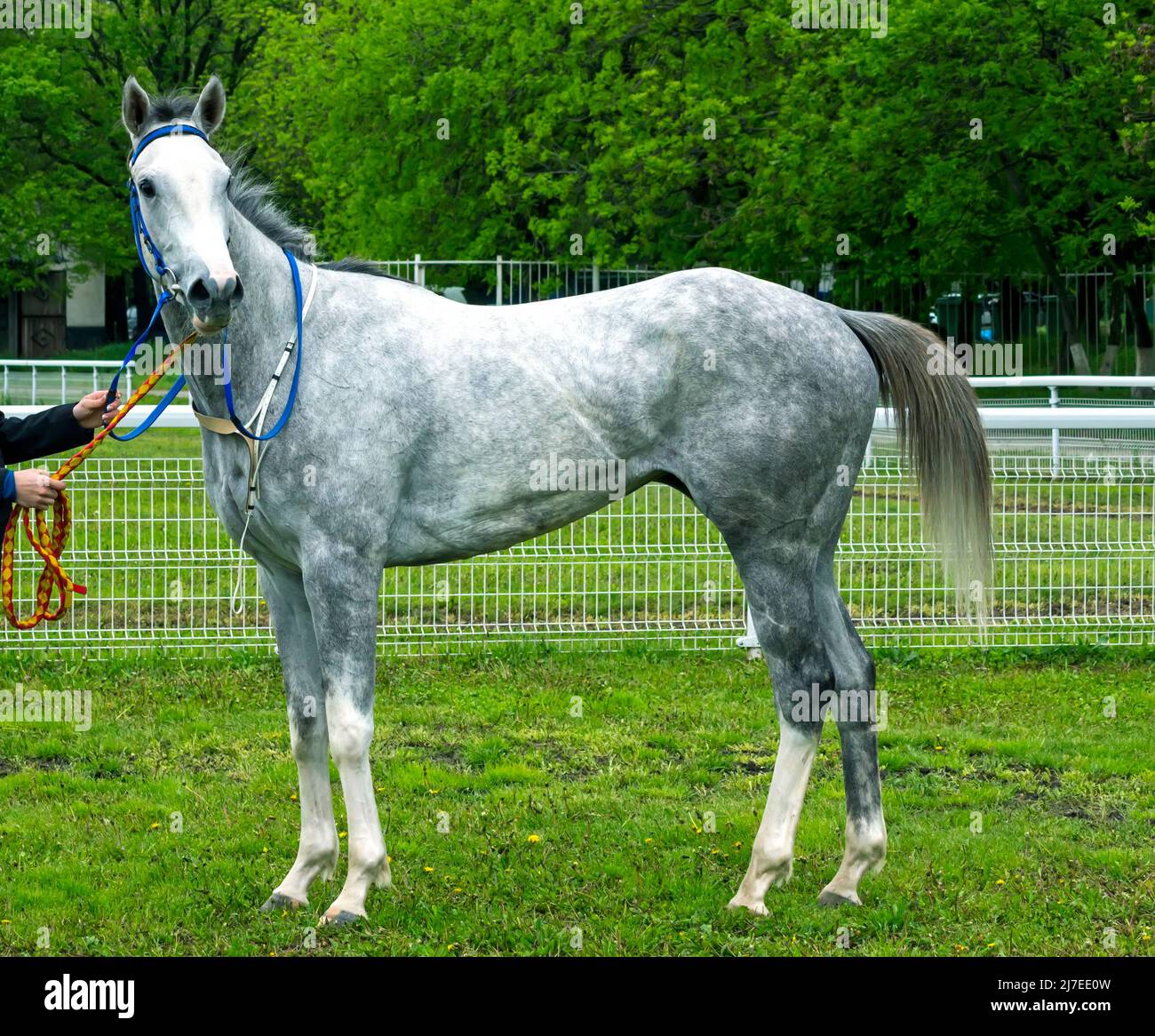 Grey arabian horse before horse race Stock Photo