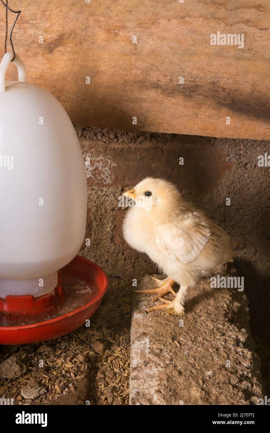 yellow color bantam baby chick, small variety of young fowl inside a