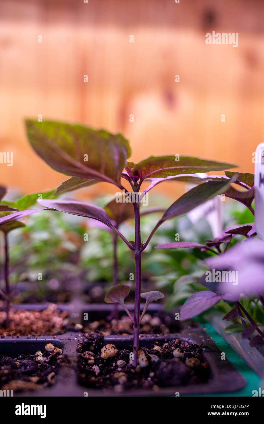 Growing seedlings indoors under a full spectrum led growing light