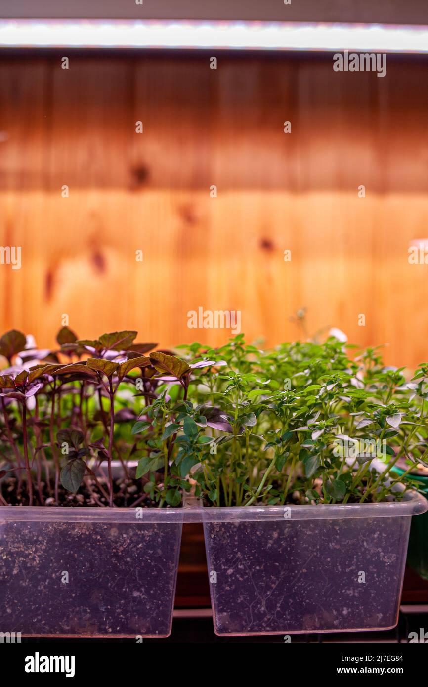 Growing seedlings indoors under a full spectrum led growing light