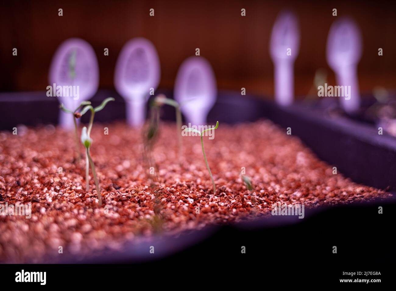 Growing seedlings indoors under a full spectrum led growing light