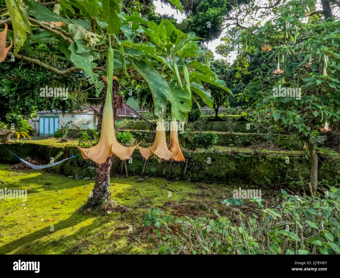 Datura flower plants that are blooming yellowish orange, green leaves with holes due to pests, grow in the yard to decorate the garden Stock Photo