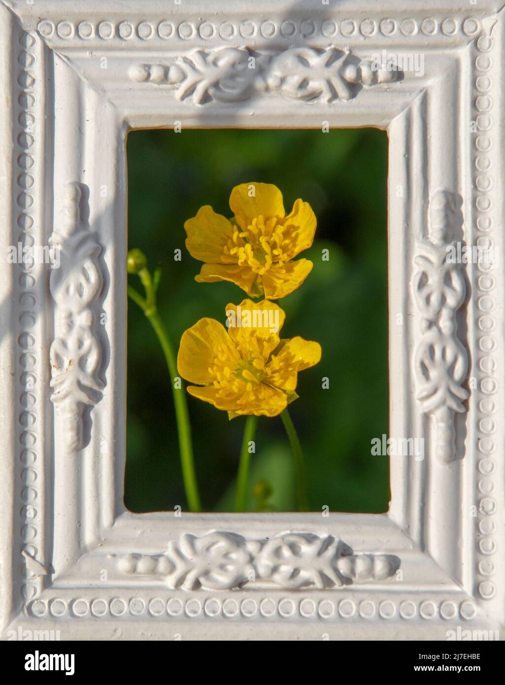 Blooming Yellow Marsh Marigold Flowers (Caltha palustris) in the white ornamental picture frame. Stock Photo