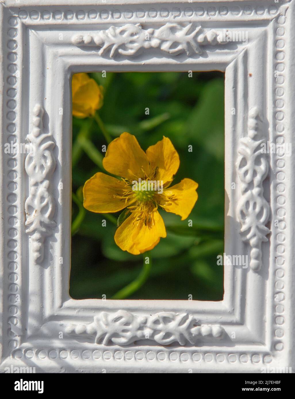 Blooming Yellow Marsh Marigold Flowers (Caltha palustris) in the white ornamental picture frame. Stock Photo