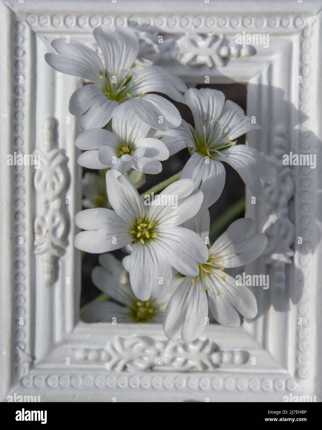 Blooming Cerastium tomentosum or Snow-in-summer white flowers in the white ornamental picture frame. Stock Photo