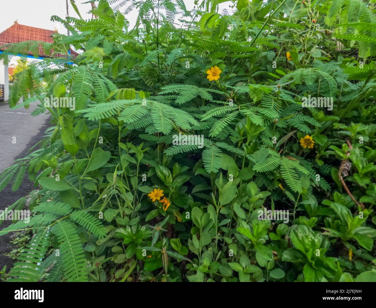 A type of leguminous plant that grows wild on the side of the road, is allowed to grow to decorate the streets in the village, so that it becomes beau Stock Photo