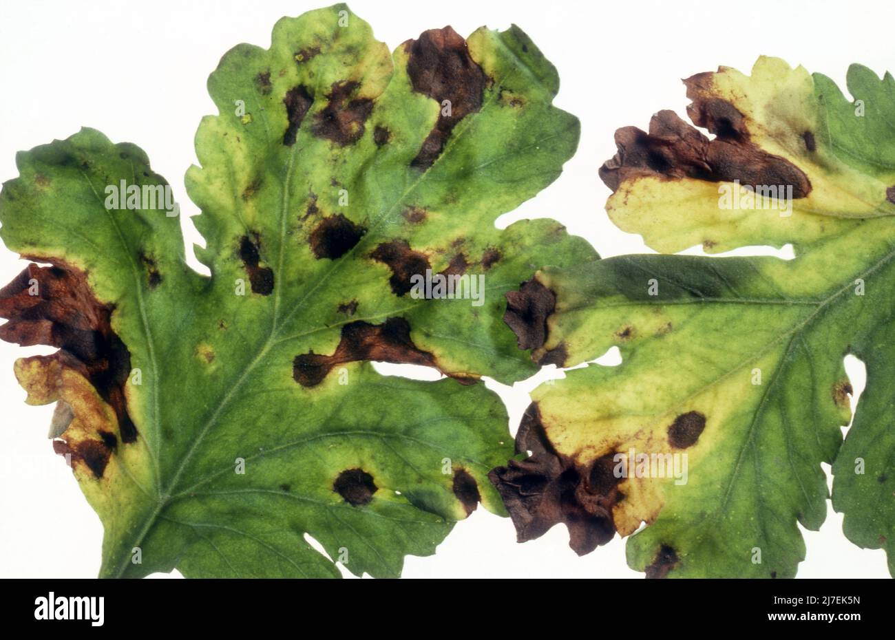 LEAF SPOT (SEPTORIA SPP.) ON CHRYSANTHEMUM PLANT Stock Photo