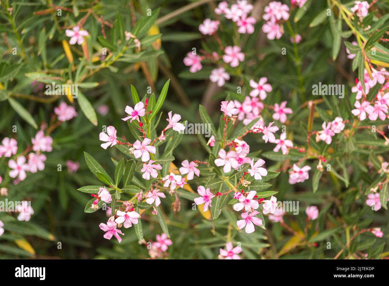 Blooming flowers of Saponaria vegetating in garden Stock Photo