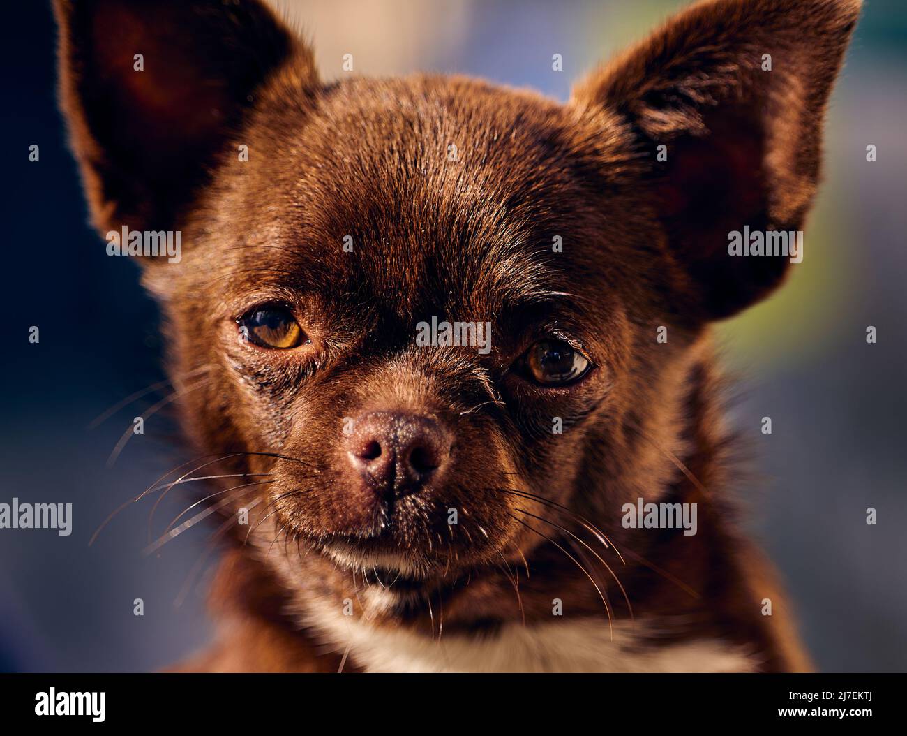 A portrait chocolate-colored chihuahua dog with blurred background Stock Photo