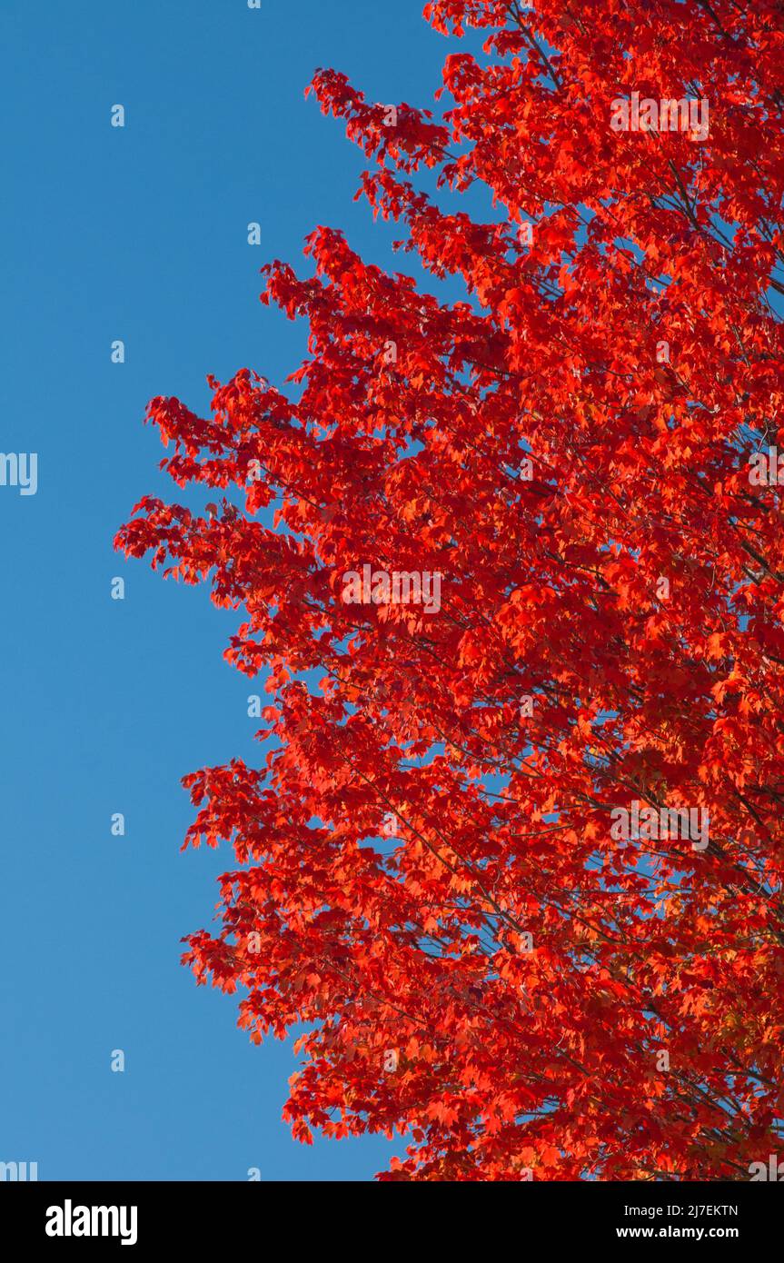 A maple tree in autumn Stock Photo Alamy