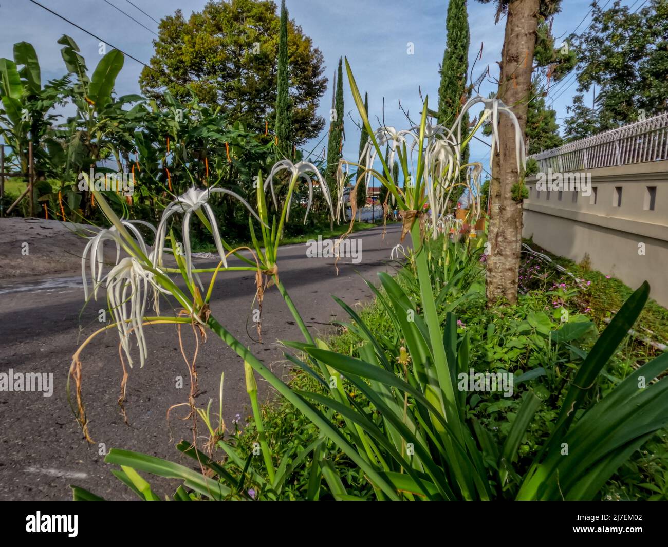 The spider lily plant growing on the roadside is blooming with white flowers, beautiful