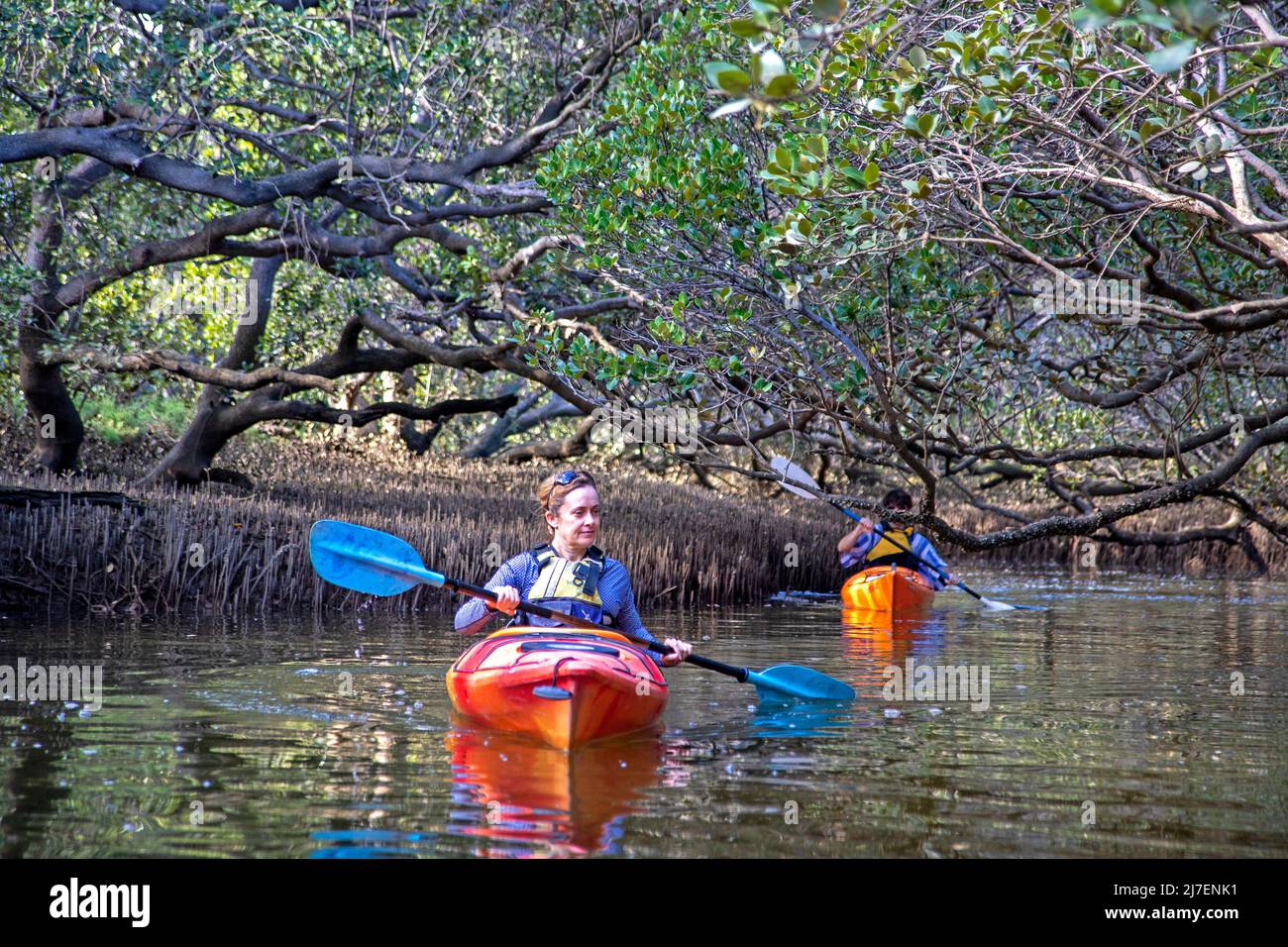 Kayaking through mangroves in the Adelaide Dolphin Sanctuary along the Port River Stock Photo