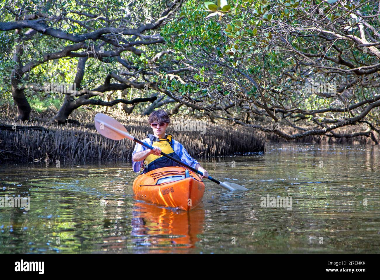Kayaking through mangroves in the Adelaide Dolphin Sanctuary along the Port River Stock Photo