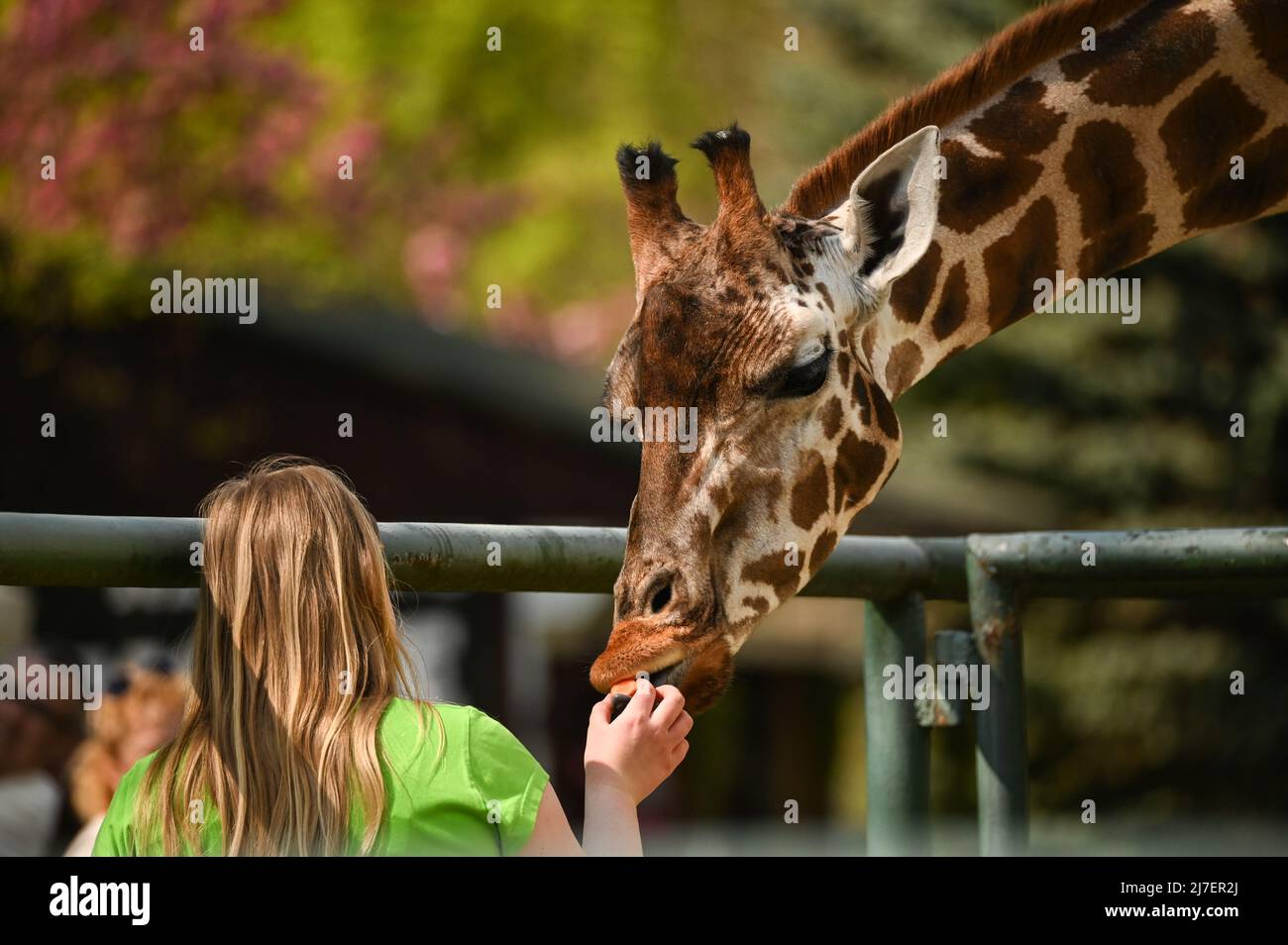 Warsaw, Poland. 5th May, 2022. A woman feeds a giraffe at the newly ...