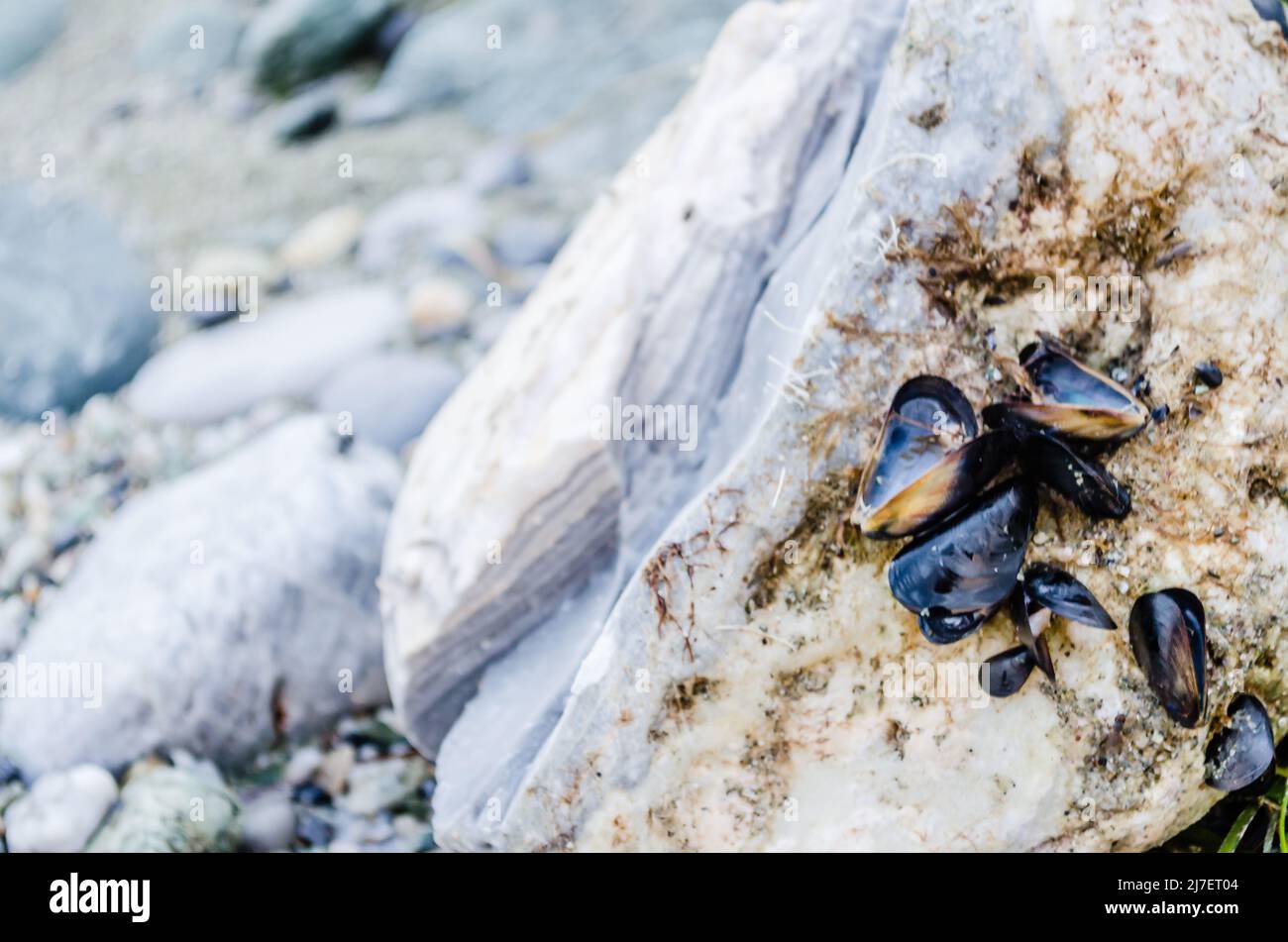 Sea shells glued to the rocks of the Leoptokary coast. Stone on the ...