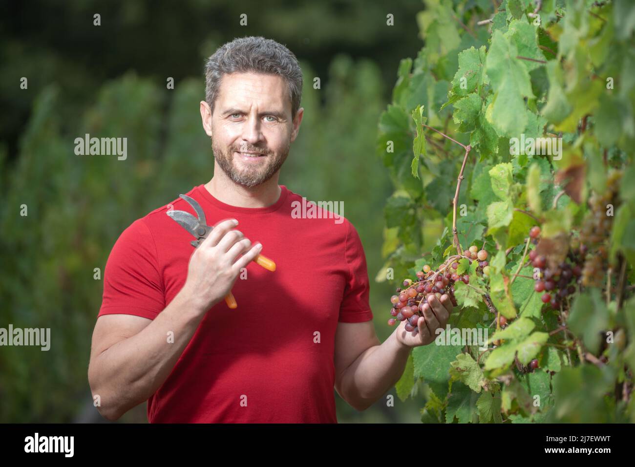 Grape farmer cutting grapes. Vinedresser cutting grapes bunch. male