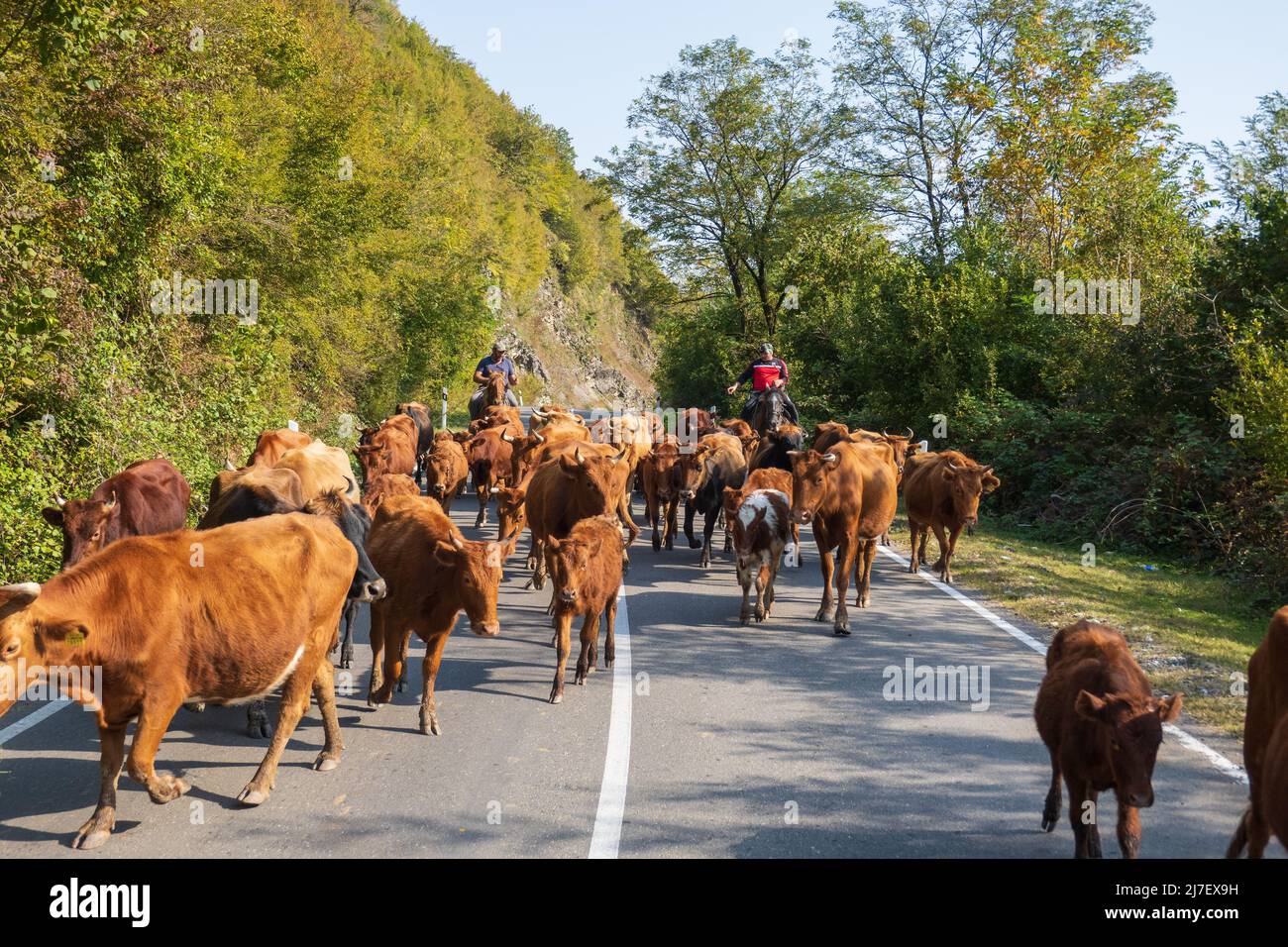 Herdsmen on horses shepherding cows Stock Photo