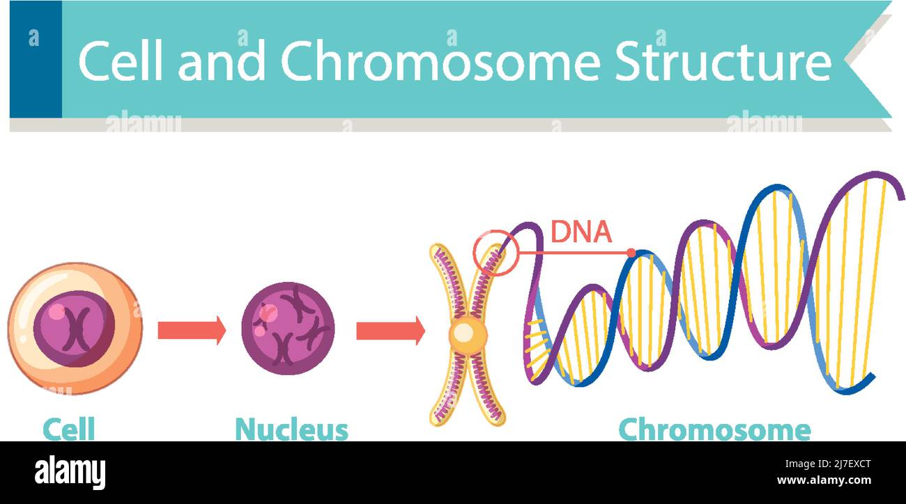 chromosome structure labeled