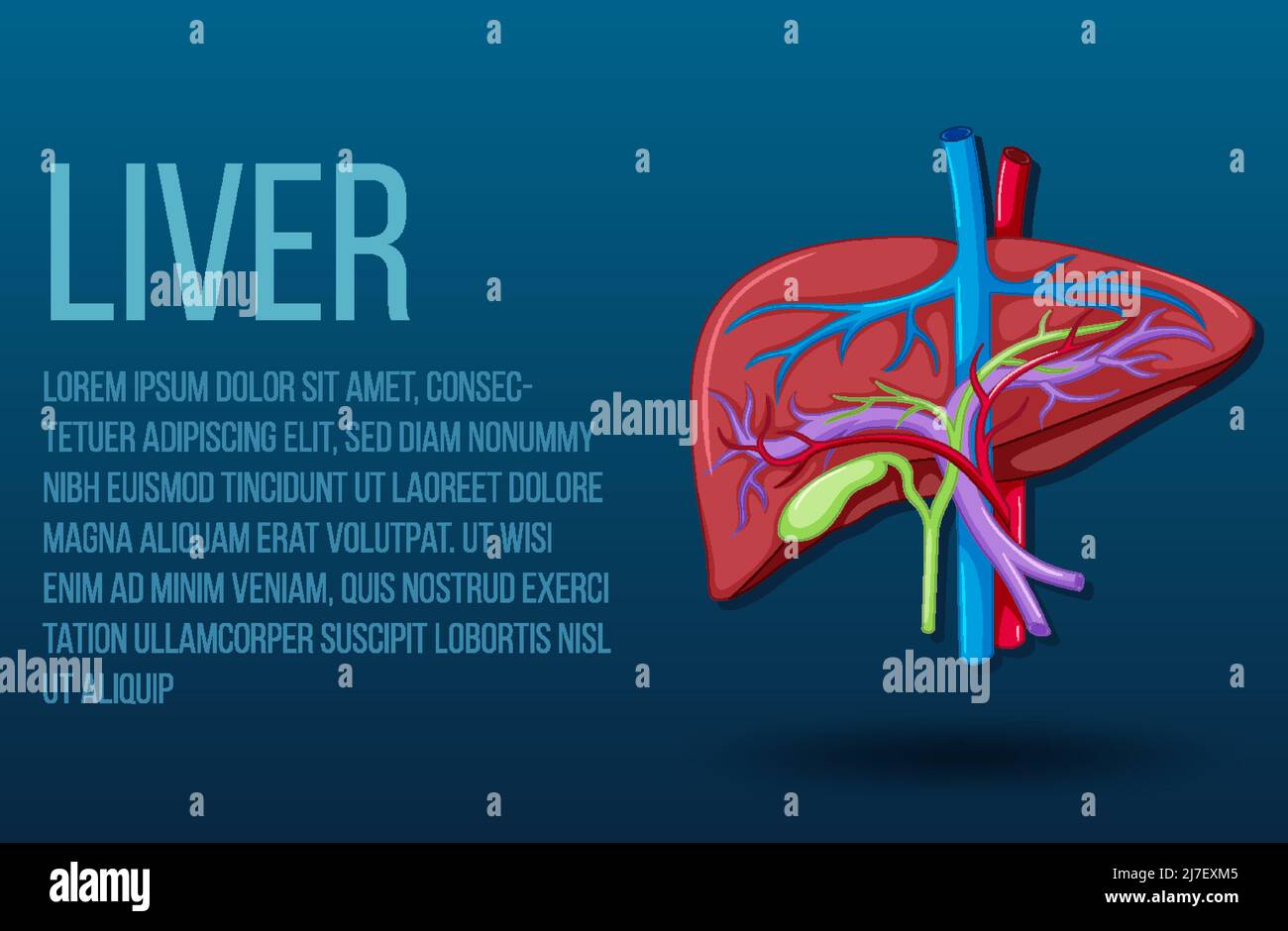 Human internal organ with liver illustration Stock Vector Image & Art ...