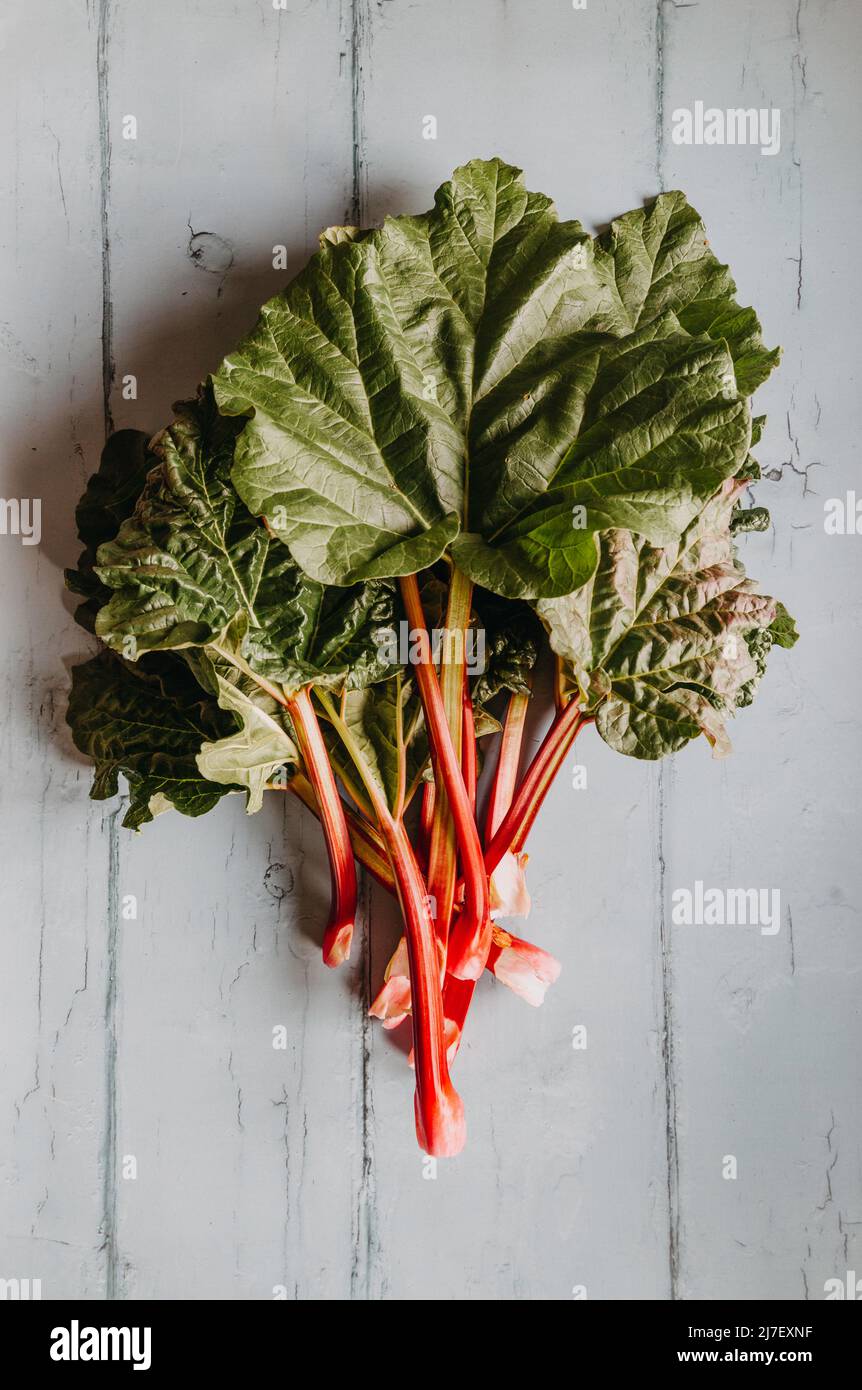 A bunch of freshly picked forced rhubarb on a pale blue background Stock Photo