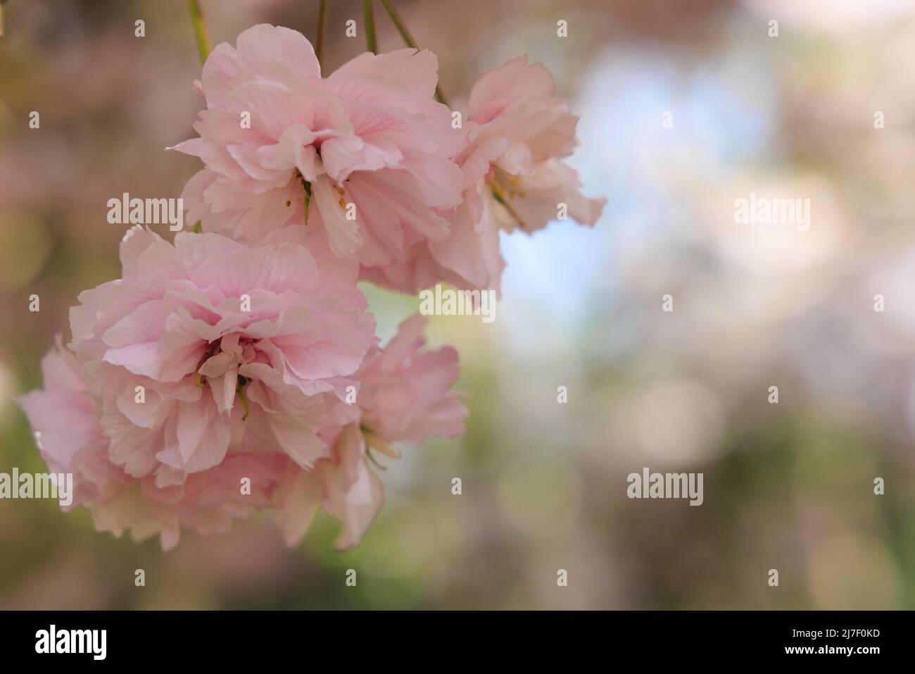 Background with blooming cherry trees and cipy space Stock Photo