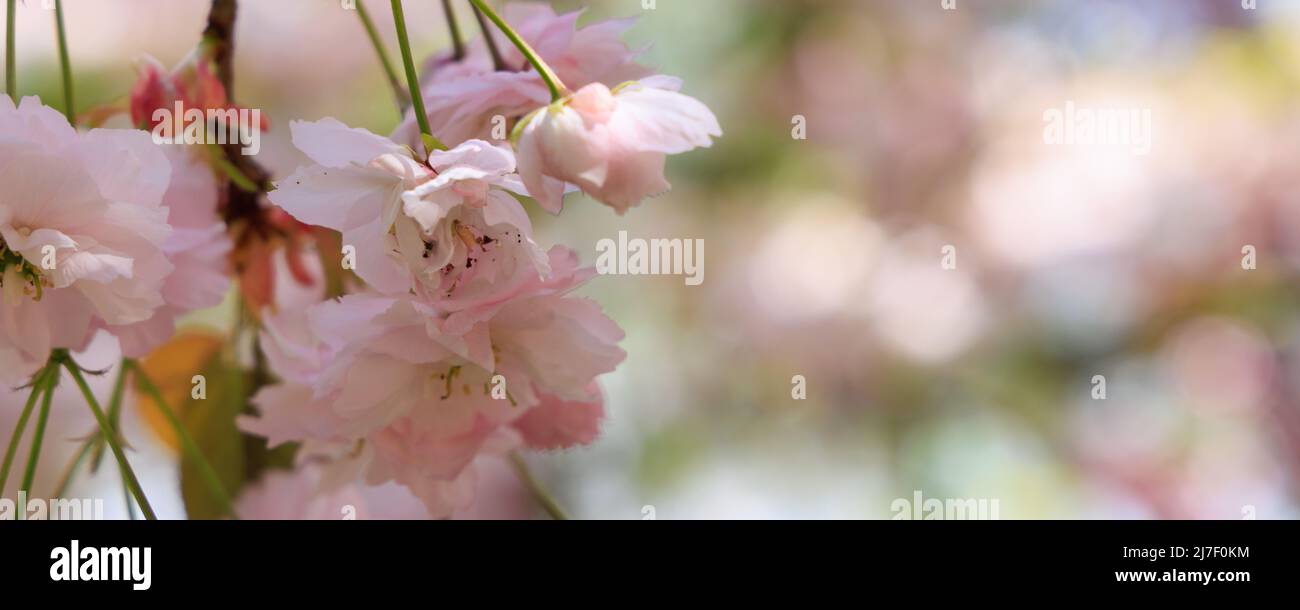 Background with blooming cherry trees and cipy space Stock Photo