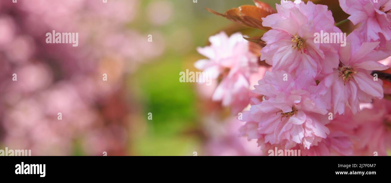 Background with blooming cherry trees and cipy space Stock Photo
