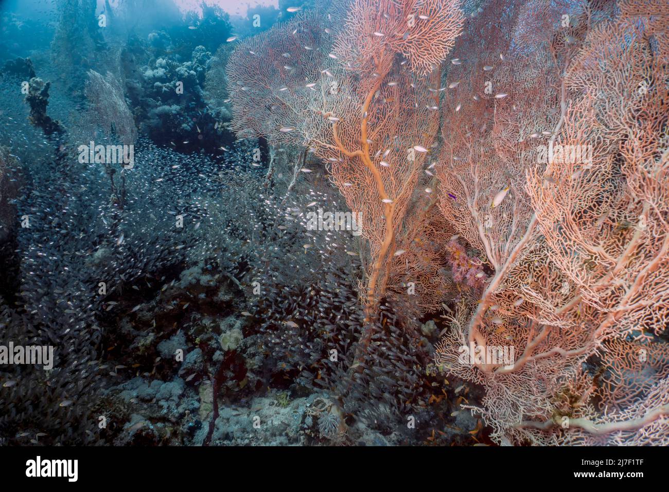 Giant Gorgonian Sea Fans (Subergorgia hicksoni) in the Red Sea, Egypt Stock Photo