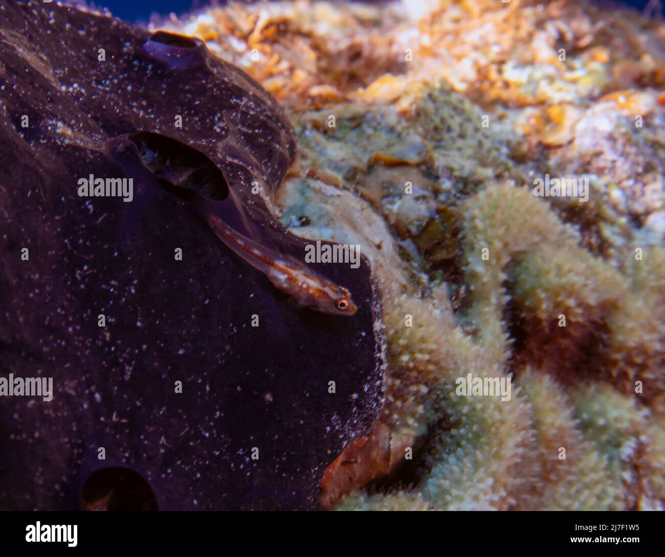 A Mozambique Ghost Goby (Pleurosicya mossambica) in the Red Sea, Egypt Stock Photo