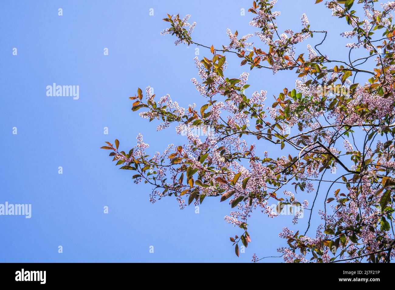 European Bird Cherry, Prunus padus 'Colorata‘, flowering in Pruhonice, Czech Republic on May 8, 2022.  (CTK Photo/Libor Sojka) Stock Photo