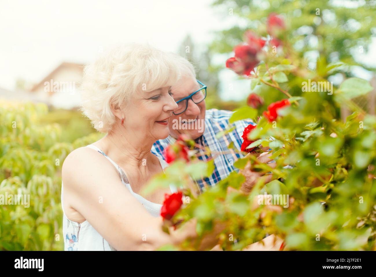 Senior man and woman cutting the garden roses in front of their house Stock Photo