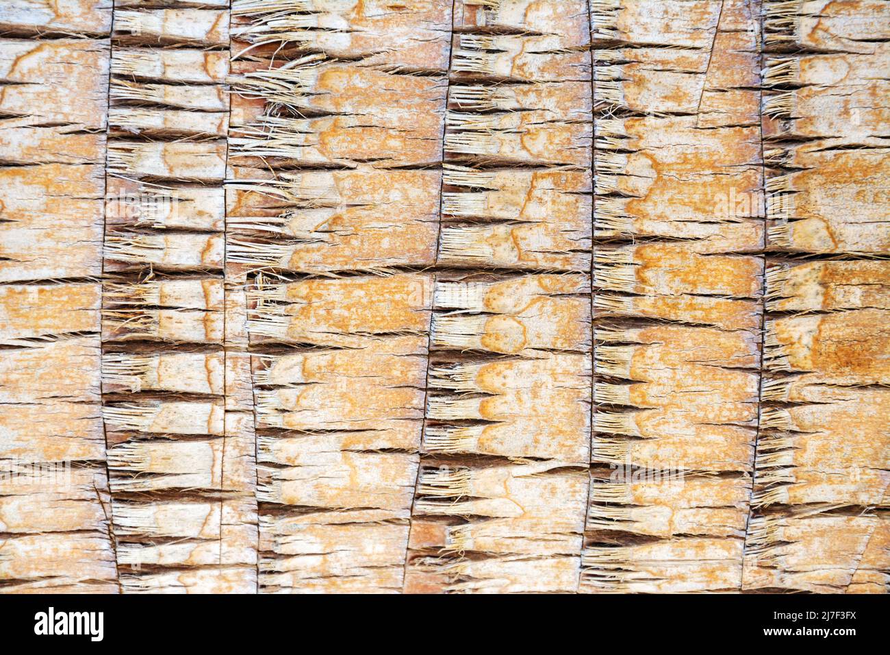 Texture of palm tree bark. Beautiful bark pattern. Close-up. Background, texture Stock Photo