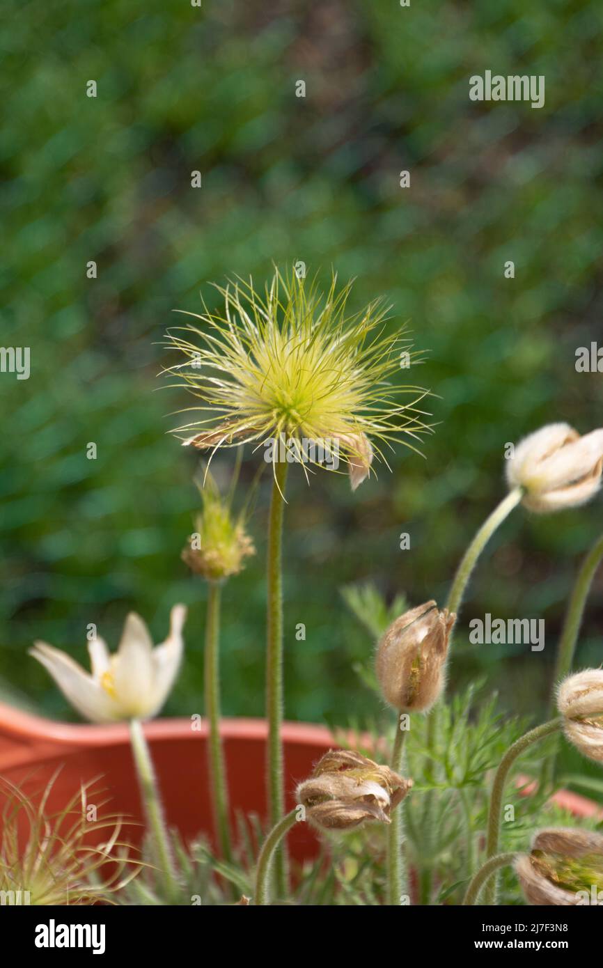 white flowers and green fruits of pulsatilla alba in May in germany Stock Photo
