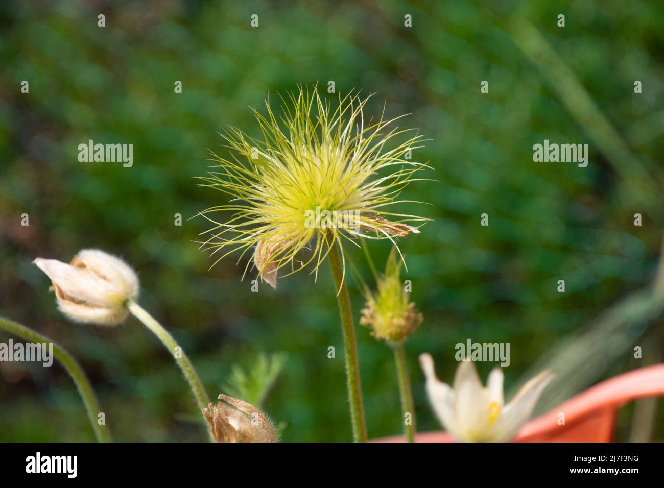 Pasque Flower seedheads with long feathers in the spring season in germany Stock Photo